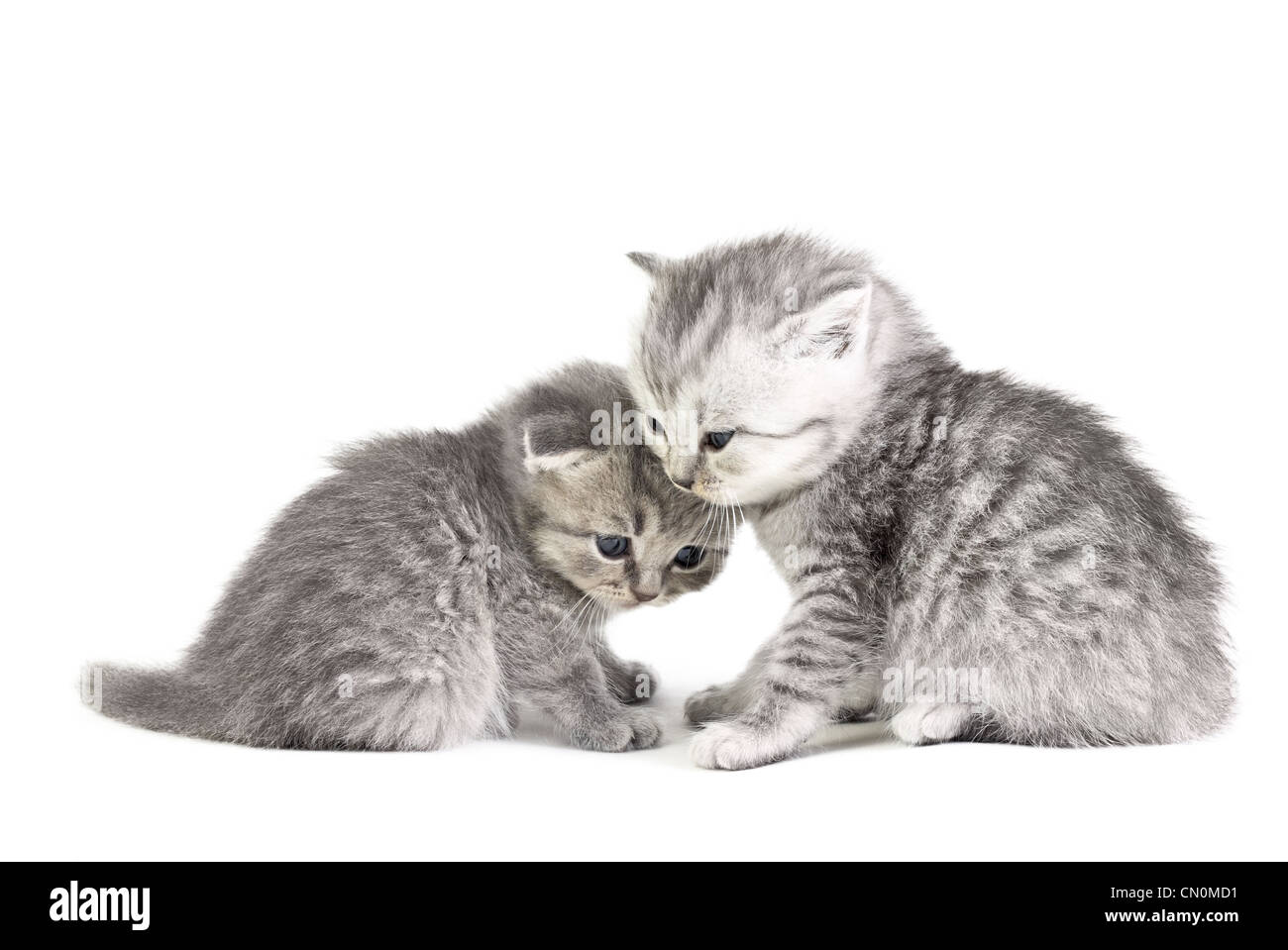 Two little kittens isolated on the white Stock Photo