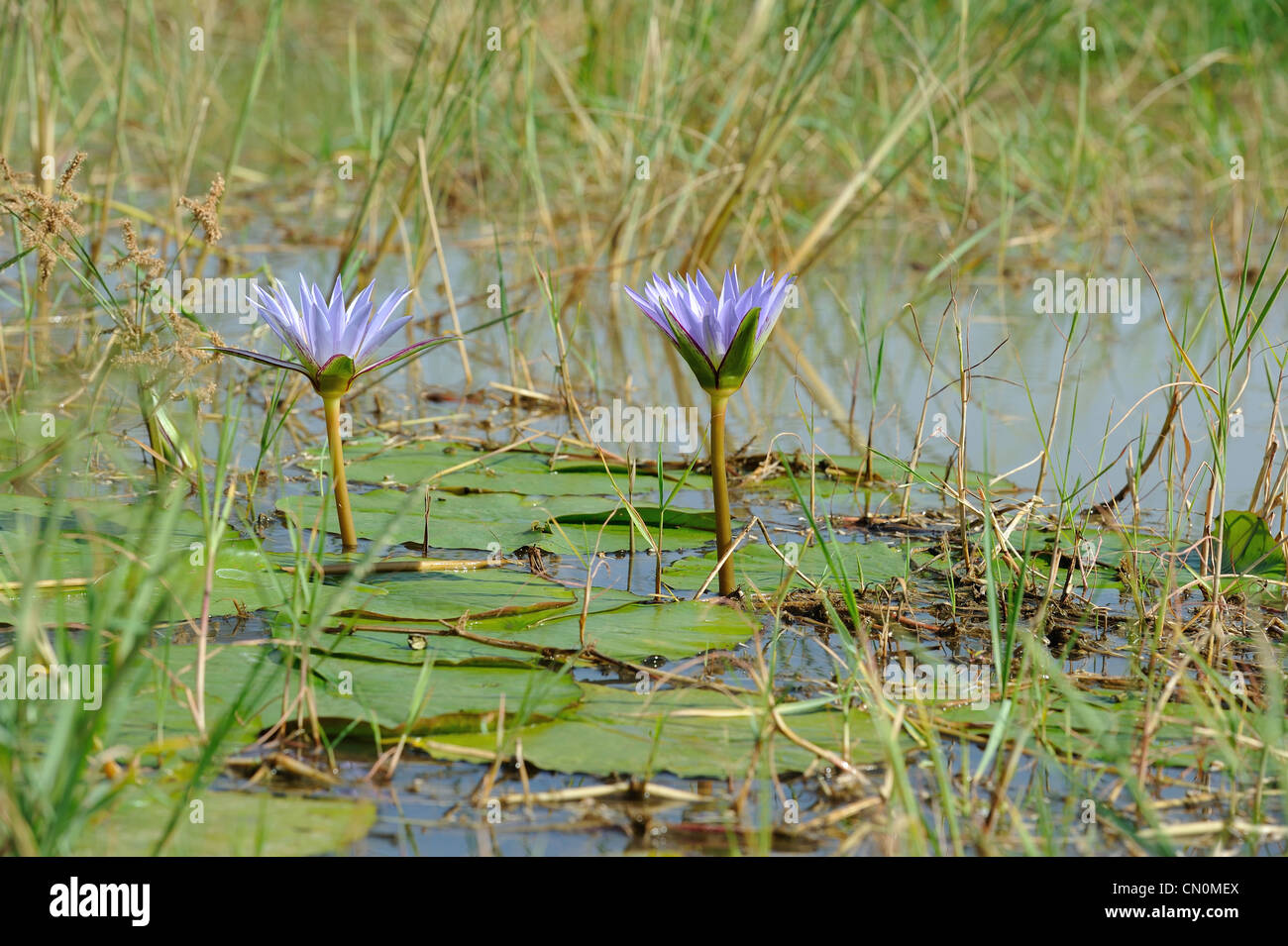 Egyptian lily hi-res stock photography and images - Alamy
