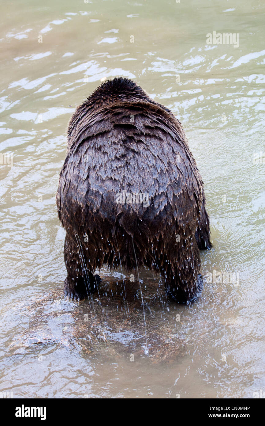 Wet Bubble Butt