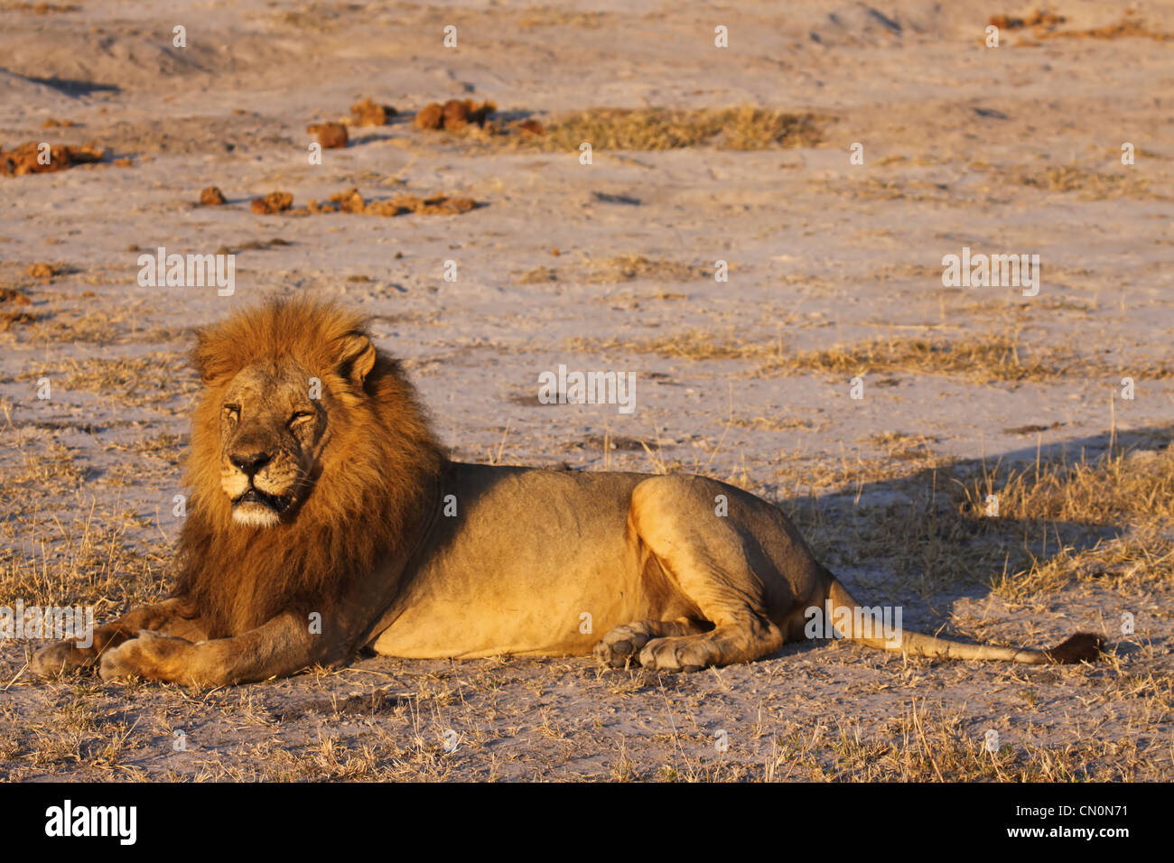 Male Lion in the morning light, Moremi Game Reserve, wildlife, Botsuana ...