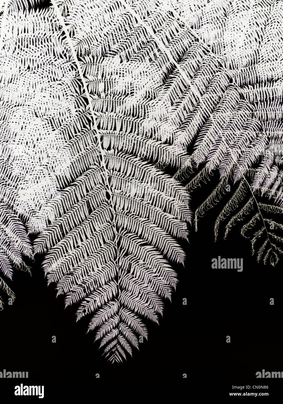 Wallpaper Fern High Resolution Stock Photography and Images - Alamy