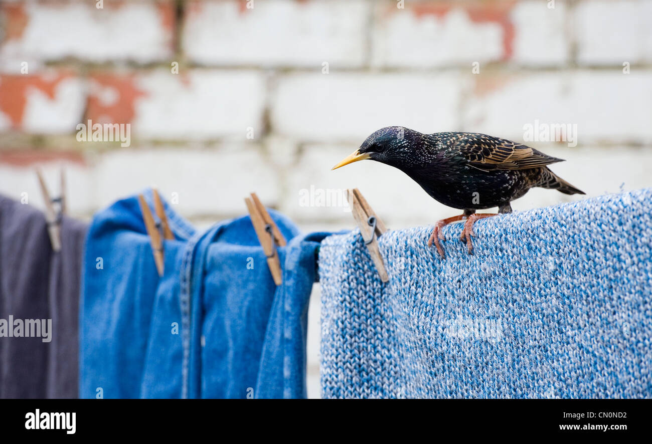 Sturnus vulgaris. Starling on a washing line Stock Photo