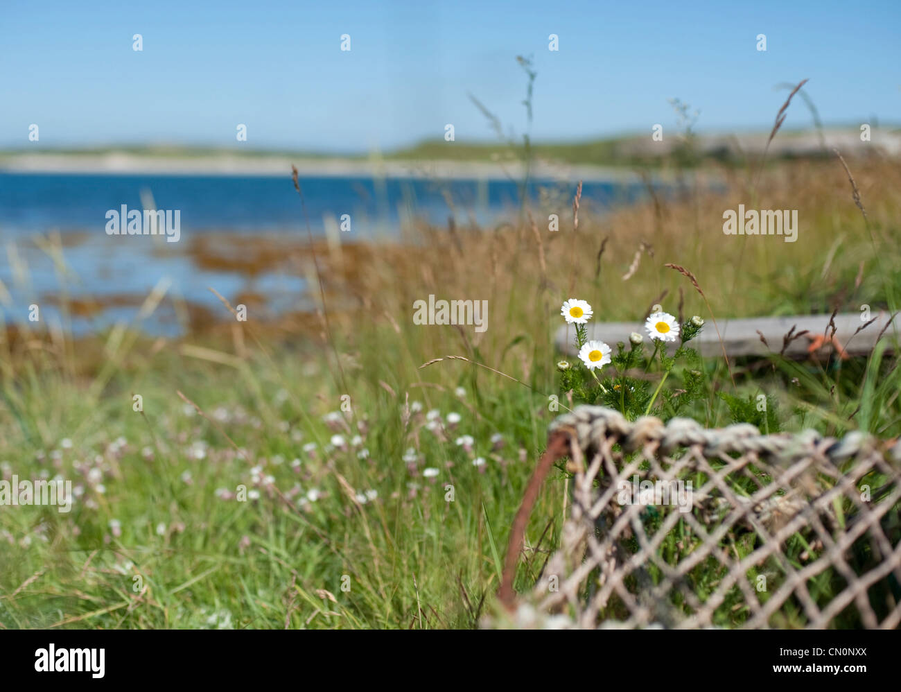 Daisies and the corner of a lobster net sit before a grassy beach on a sunny day in Scotland Stock Photo