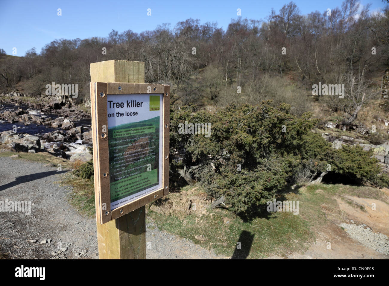 Tree Killer Sign Warning About the Fungal Disease Phytophthora austrocedrae Killing Juniper Trees High Force Upper Teesdale UK Stock Photo