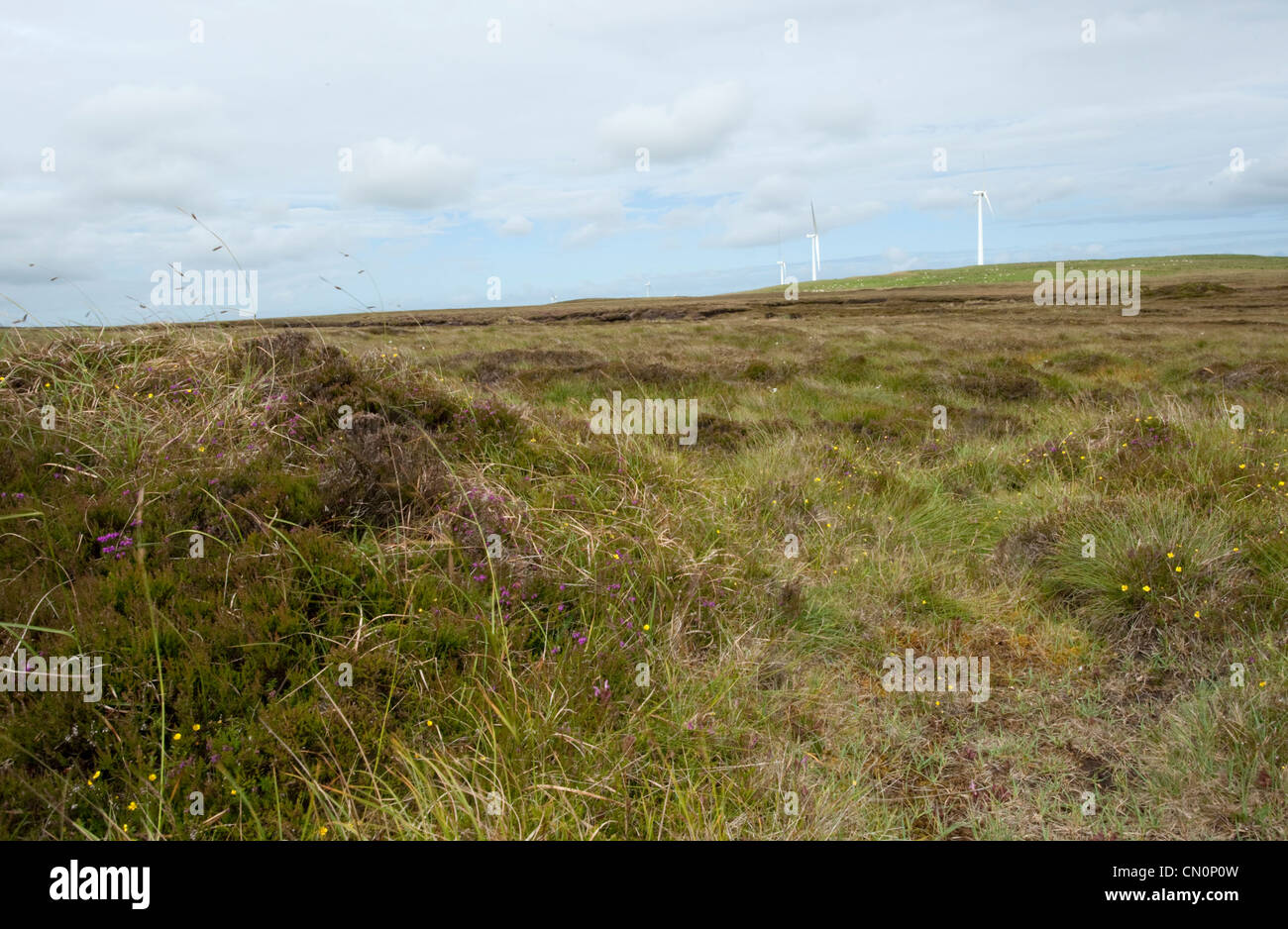 Flowers and grass blow in the heather in front of a wind turbine farm on Orkney, Scotland Stock Photo