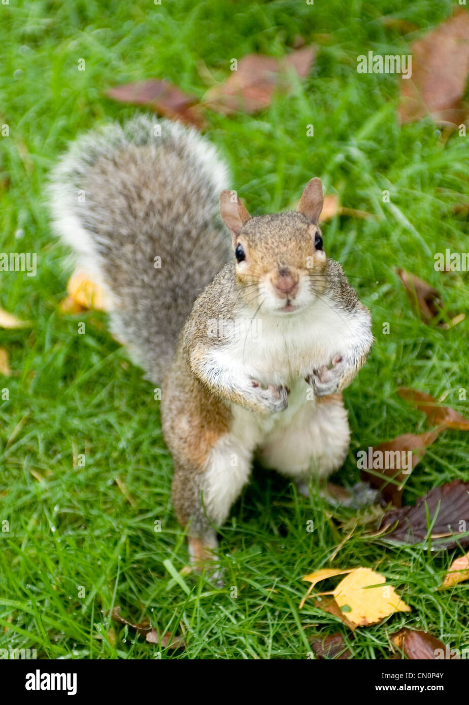 A cheeky squirrel looking for nuts looks up at the camera in the park during autumn. Stock Photo
