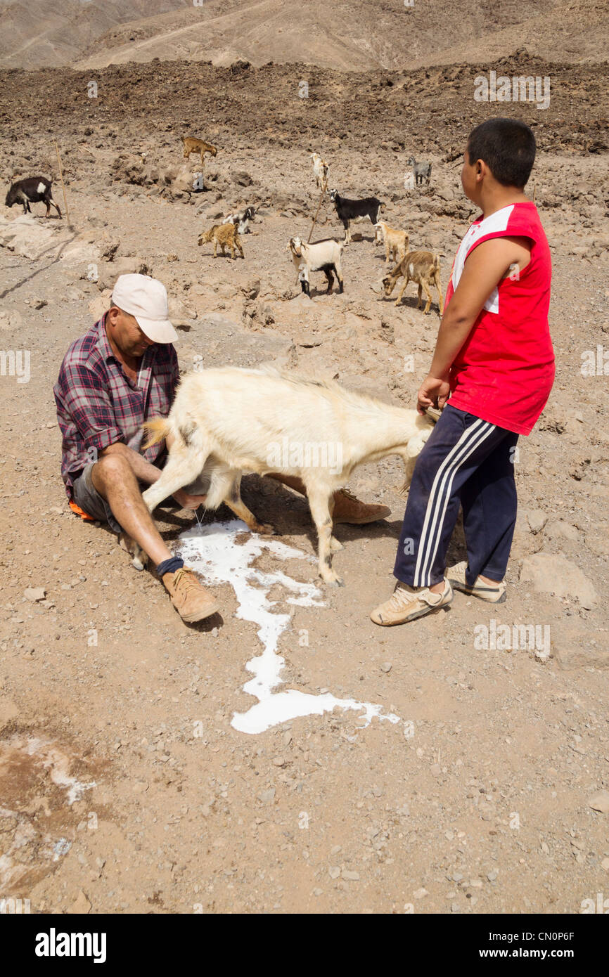 Farmer emptying goat's udder to make walking and grazing more