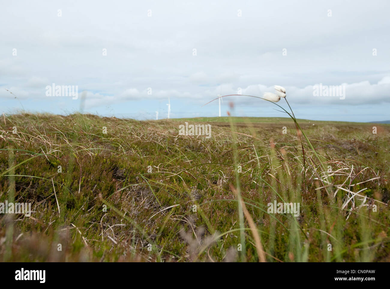 A wind farm in the distance over a grassy heather moor in the Orkney Islands Stock Photo