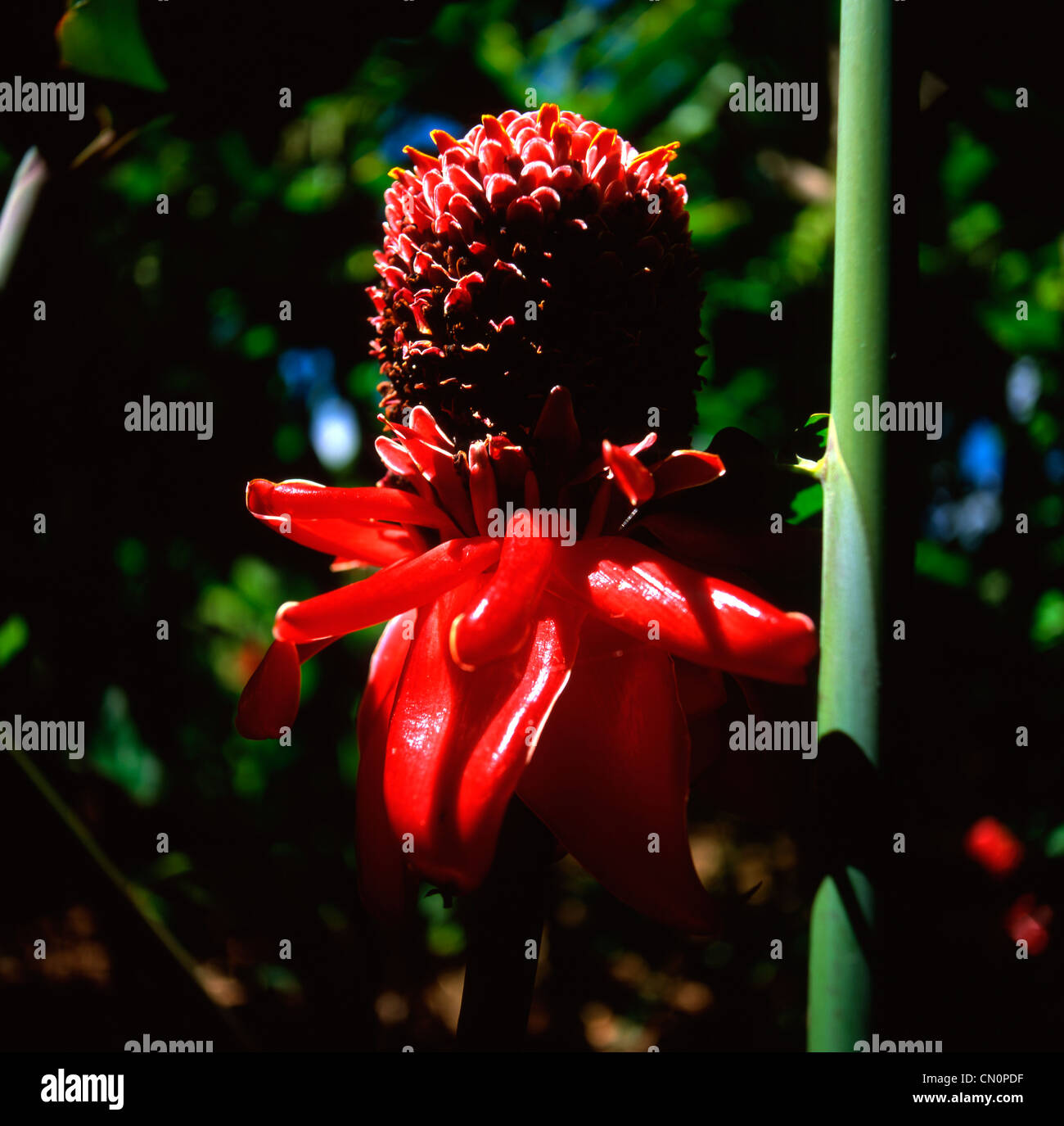 Red tropical Torch Ginger Plant in rain forest of Hawaii Stock Photo