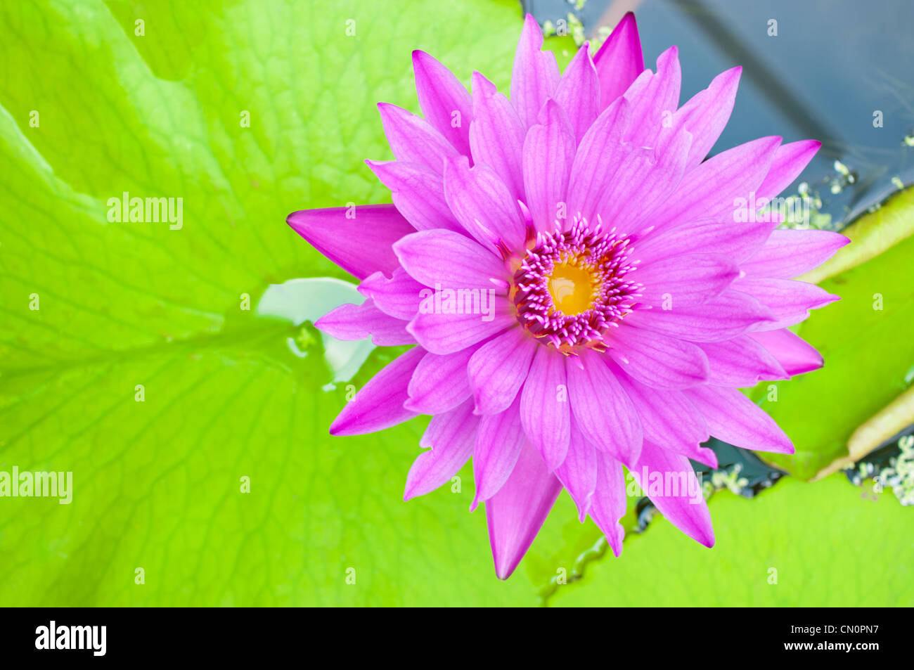 Water lily closeup Stock Photo Alamy