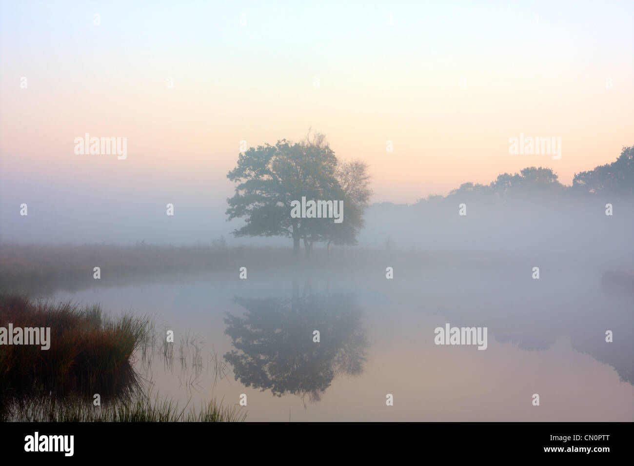 Oak tree sunrise silhouette hi-res stock photography and images - Alamy