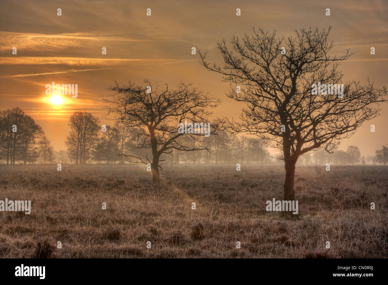 Oak tree sunrise silhouette hi-res stock photography and images - Alamy