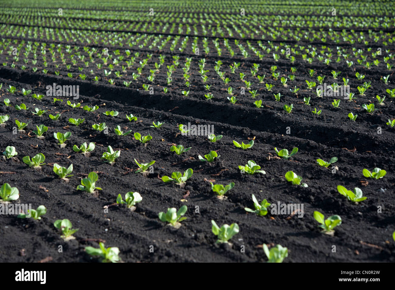 A field of newly planted lettuce plants n the Cambridgeshire Fens. With differential focus to enhance pattern of plants. Stock Photo