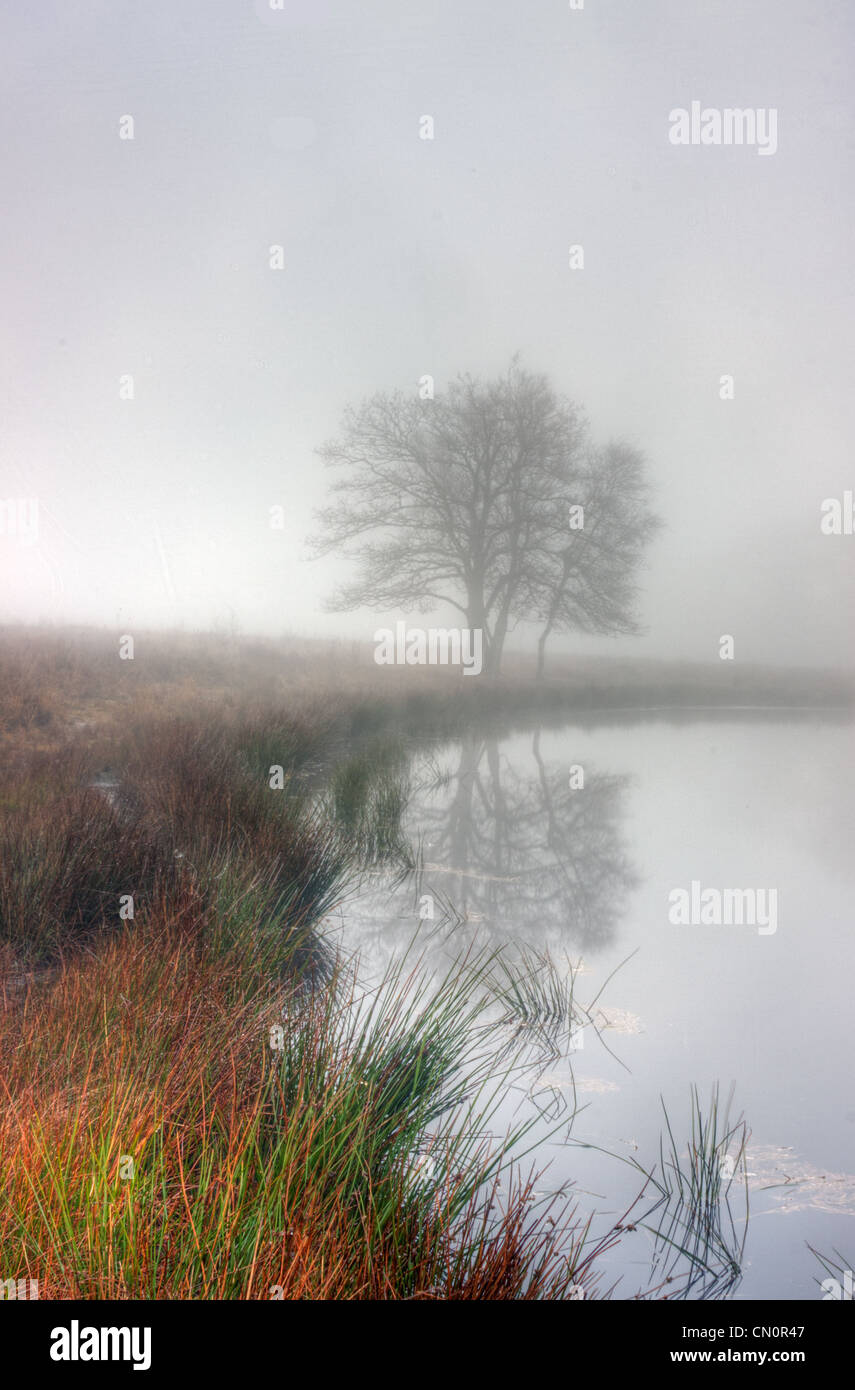 Lake on a heath on a hazy morning in winter, Purple Moor Grass on the shore. Stock Photo