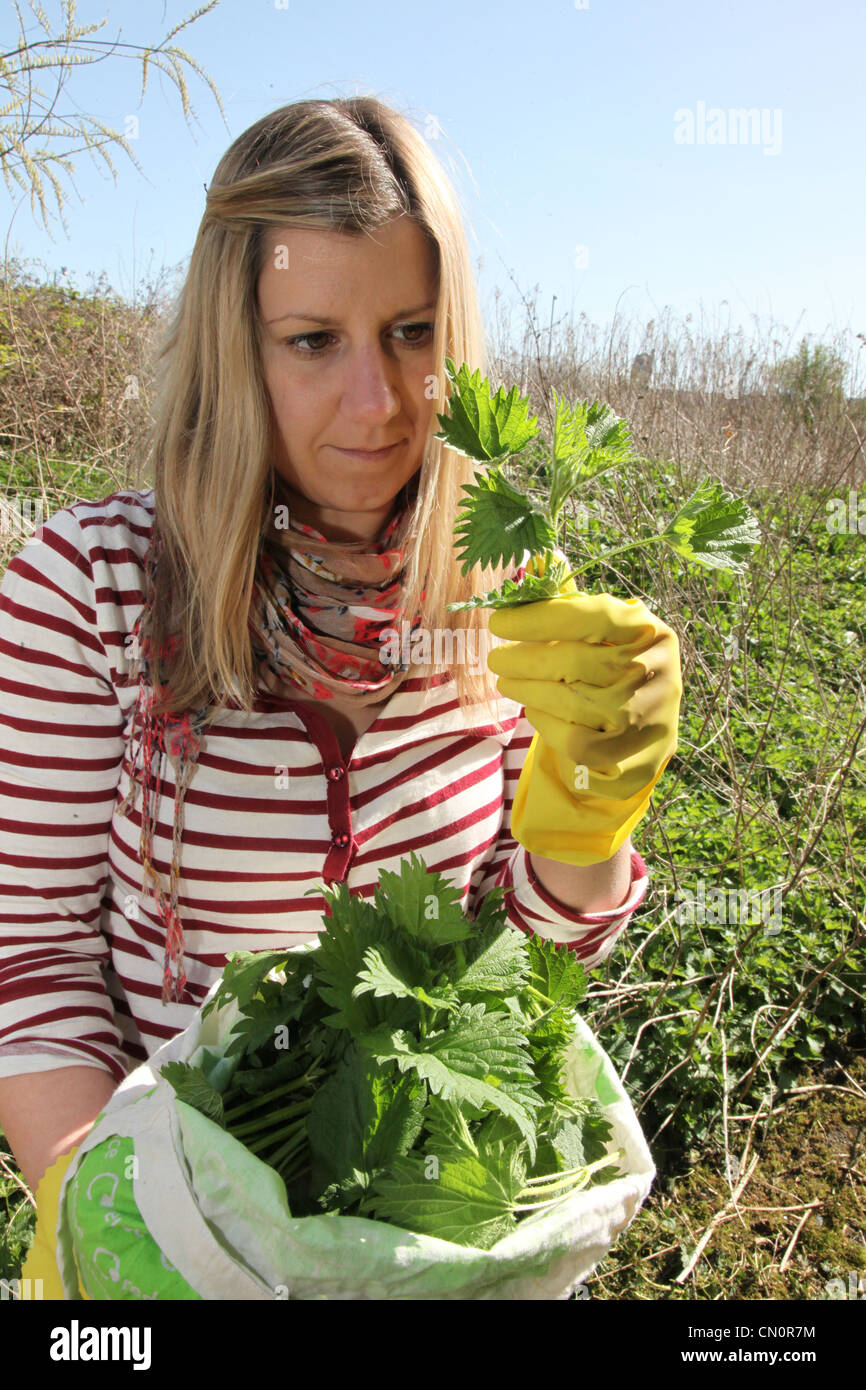 Woman foraging for stinging nettles in English countryside Stock Photo ...