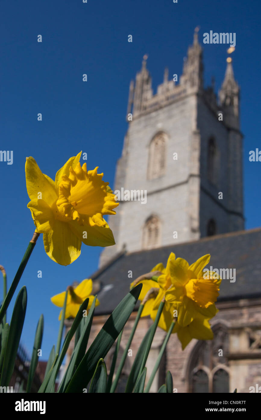 Tower of St John's Church in Cardiff city centre with daffodils in foreground in early spring Cardiff South Wales UK Stock Photo
