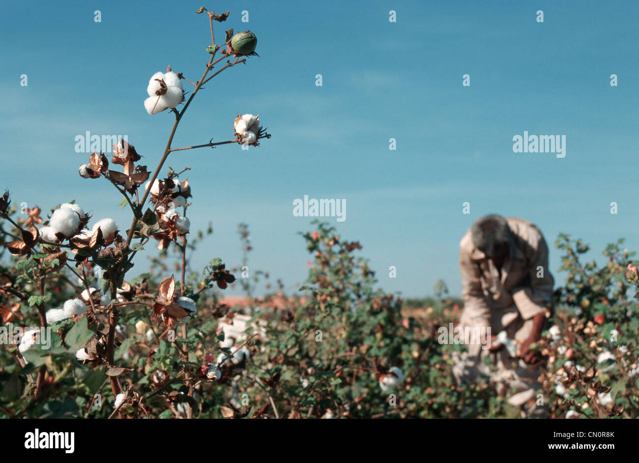 Cotton plant india hi-res stock photography and images - Alamy