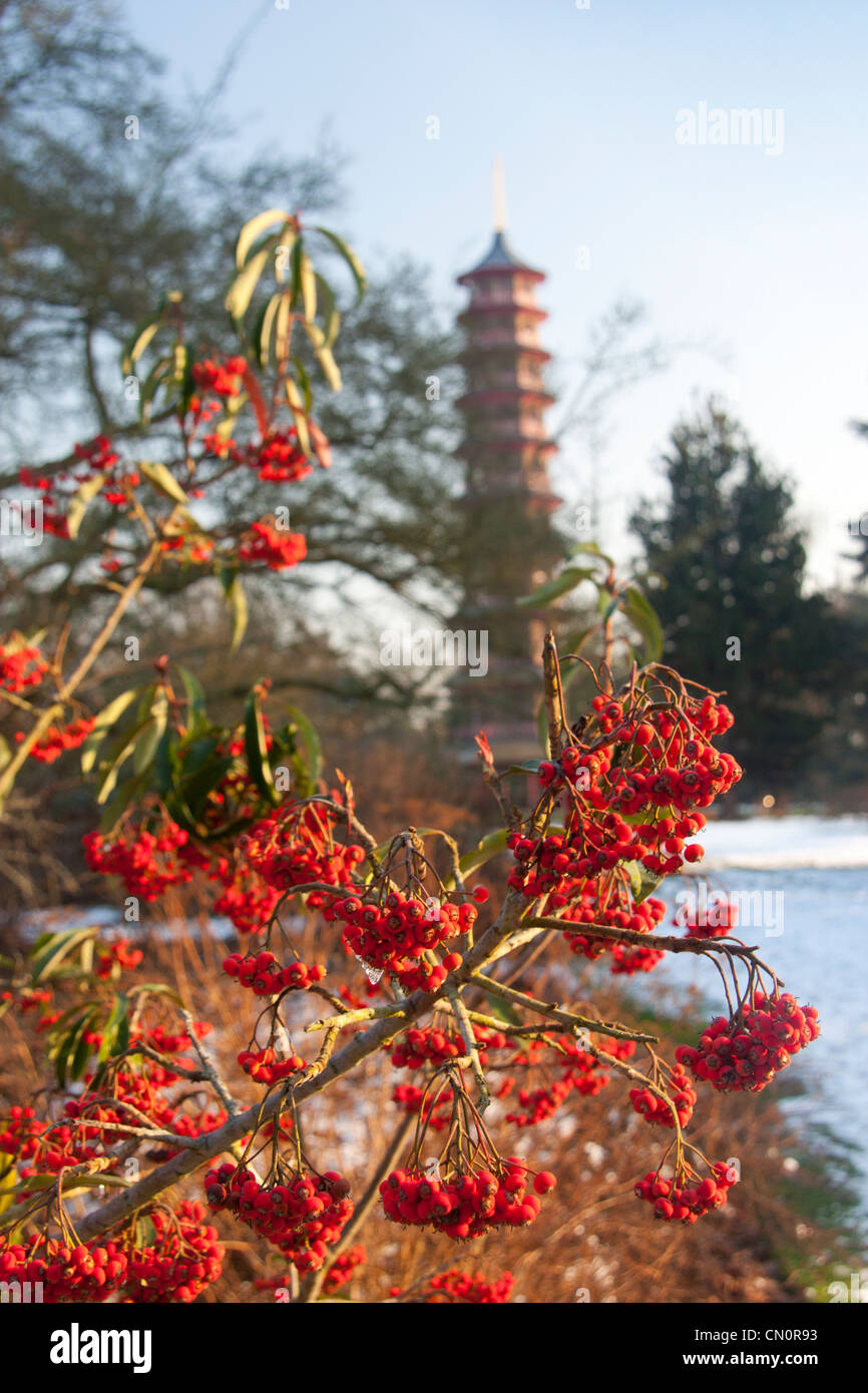Pagoda at Kew Gardens in snow with red berries in foreground West London England UK Stock Photo