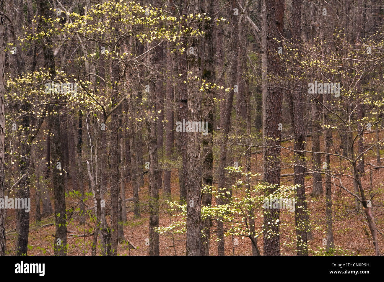 Spring dogwood bloom in the forests of Arkansas. USA. Stock Photo