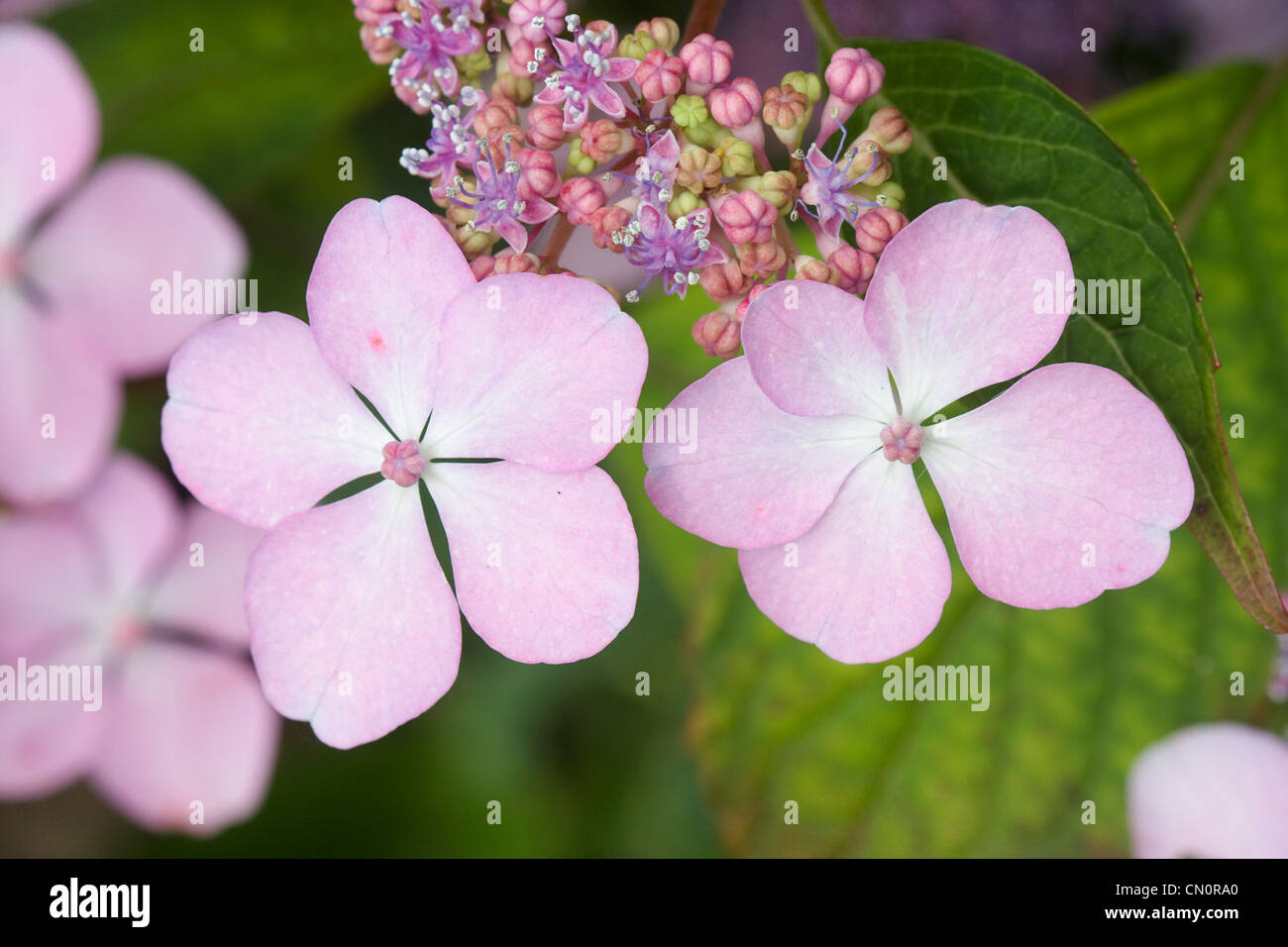 Macro of the pink flower of a hortensia Stock Photo - Alamy