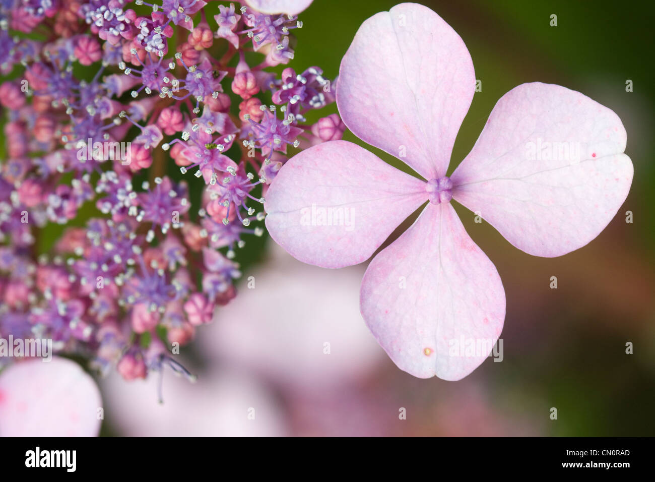 Macro of the pink flower of a hortensia Stock Photo - Alamy