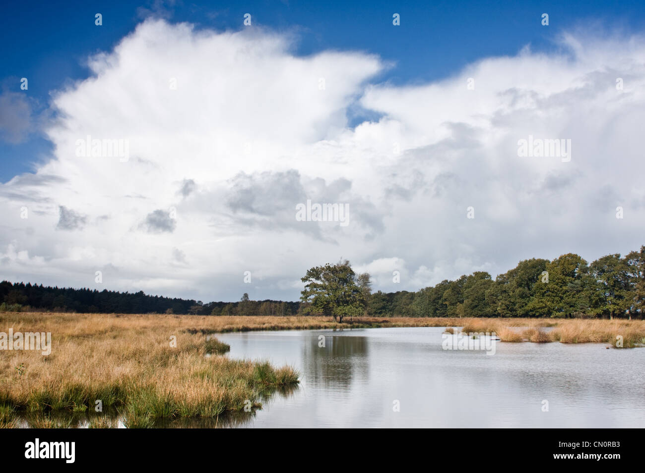 A cumulonimbus above a lake in a moor, grown with mainly Purple Moor Grass (Molinea Caerulea), in the distance a lonely oak, ref Stock Photo