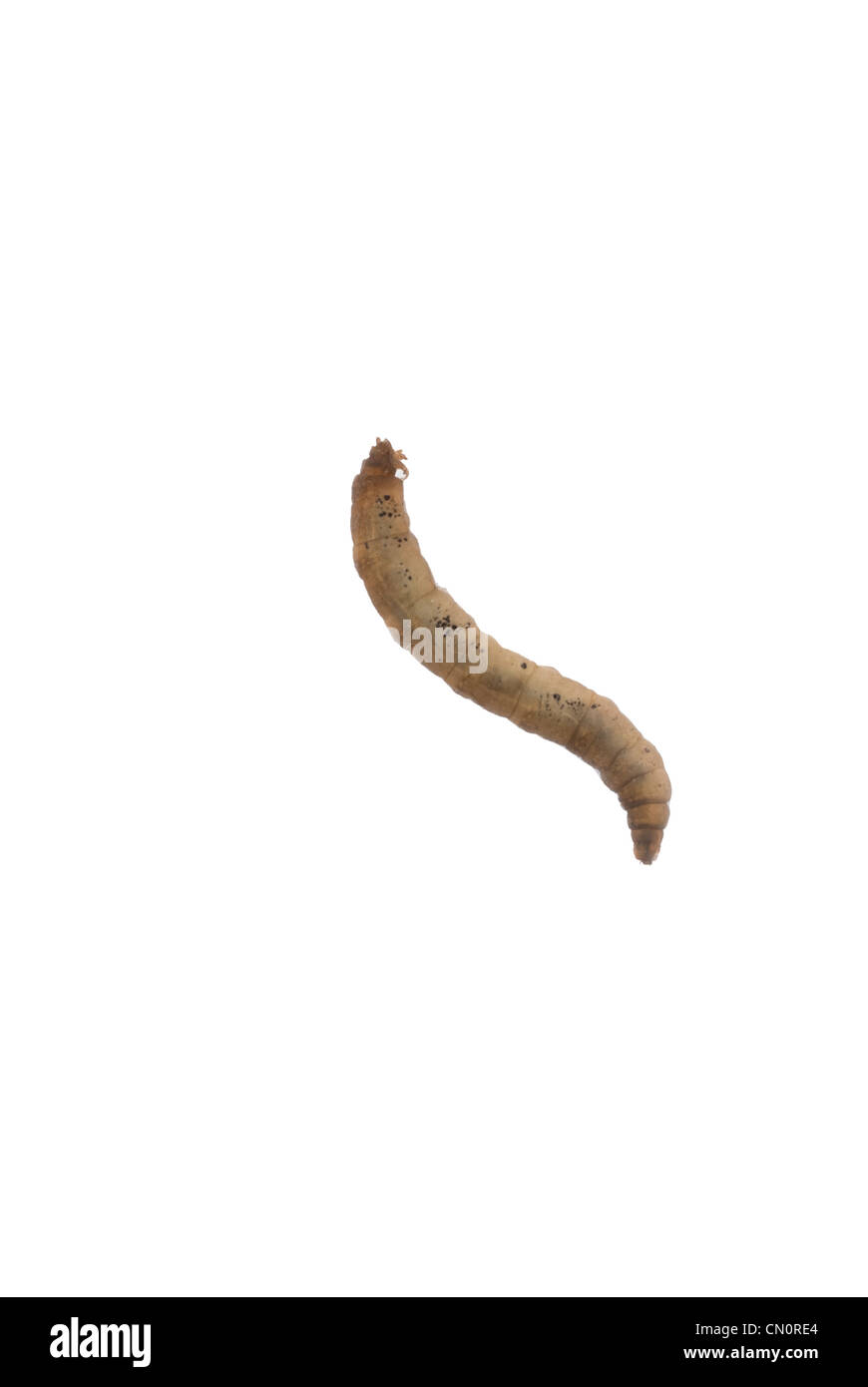 crane fly larvae Stock Photo Alamy