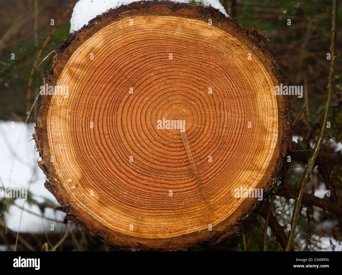 Fun Things To Learn About Tree Rings with Kids! - Our Days Outside