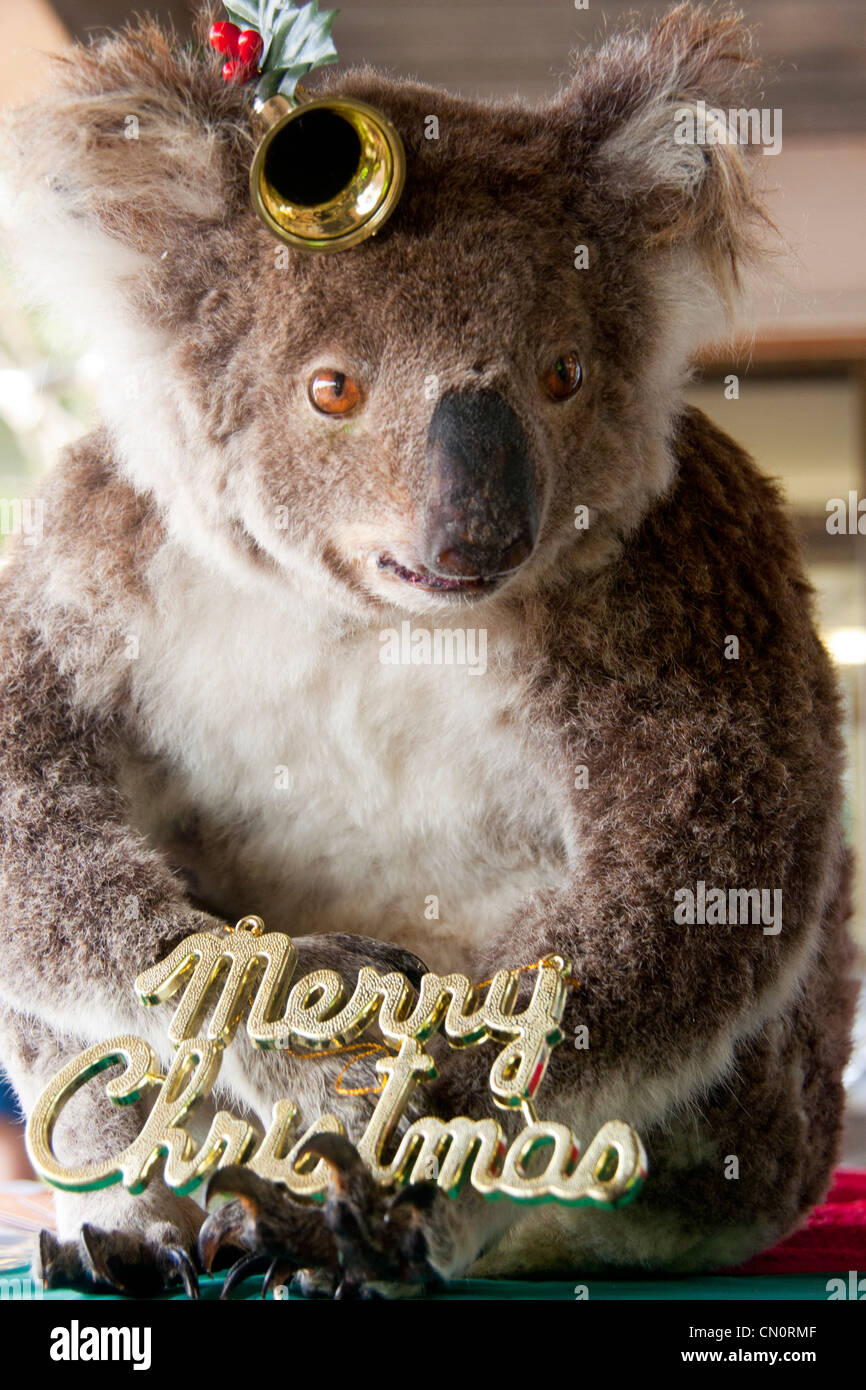 Stuffed koala with Merry Christmas sign and Christmas decorations Newcastle NSW Australia Stock Photo