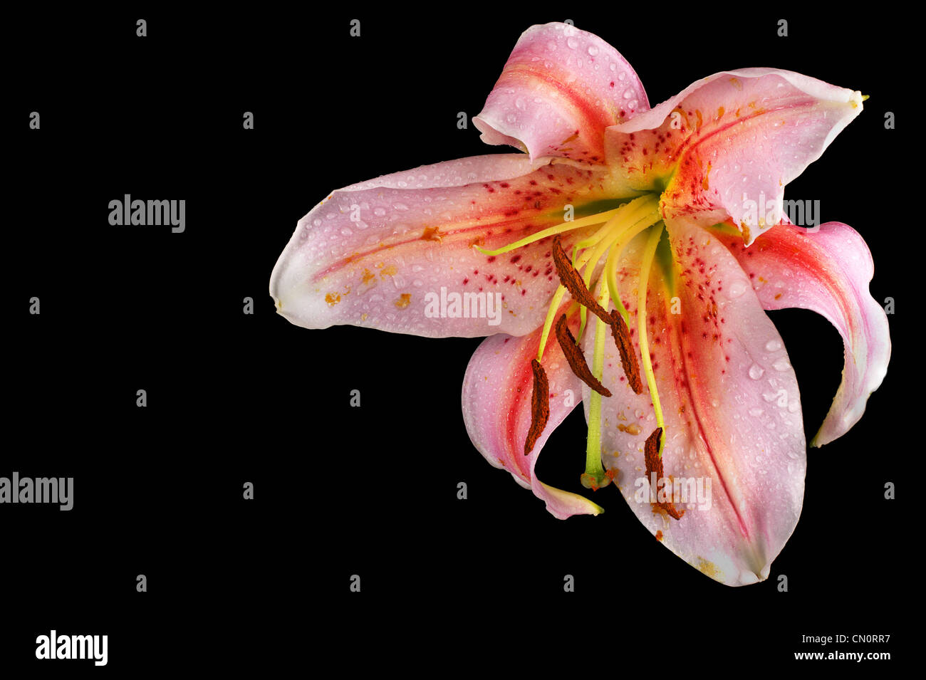 Upturned Pink Stargazer lily flower, closeup, isolated on black Stock
