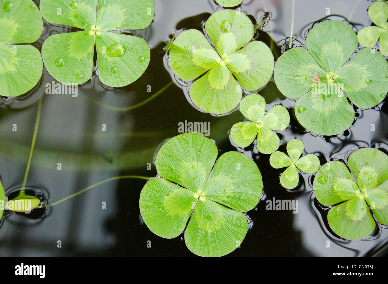 Water clover, Marsilea mutica, with four clover like leaves on water surface Stock Photo