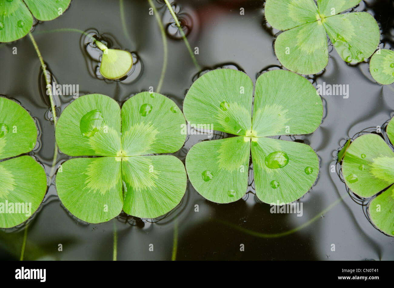 Water clover, Marsilea mutica, with four clover like leaves on water surface Stock Photo