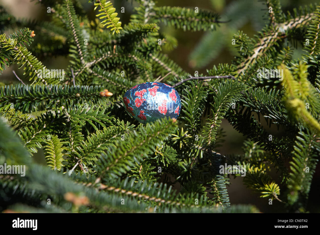 small wrapped chocolate easter eggs hidden in a garden as part of a childrens easter egg hunt in the UK Stock Photo