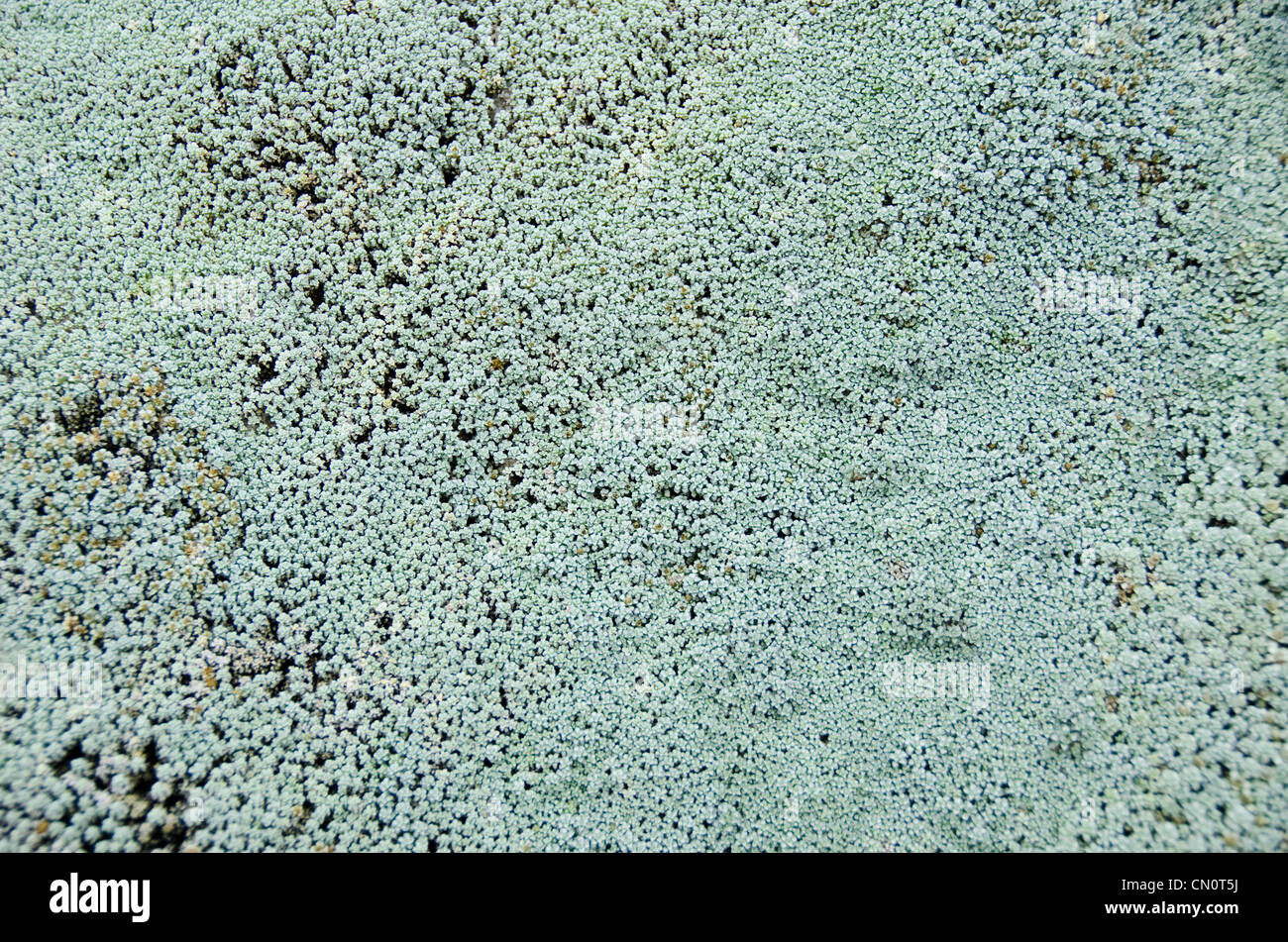 Natural background pattern of a Raoulia mat, alpine daisy Stock Photo