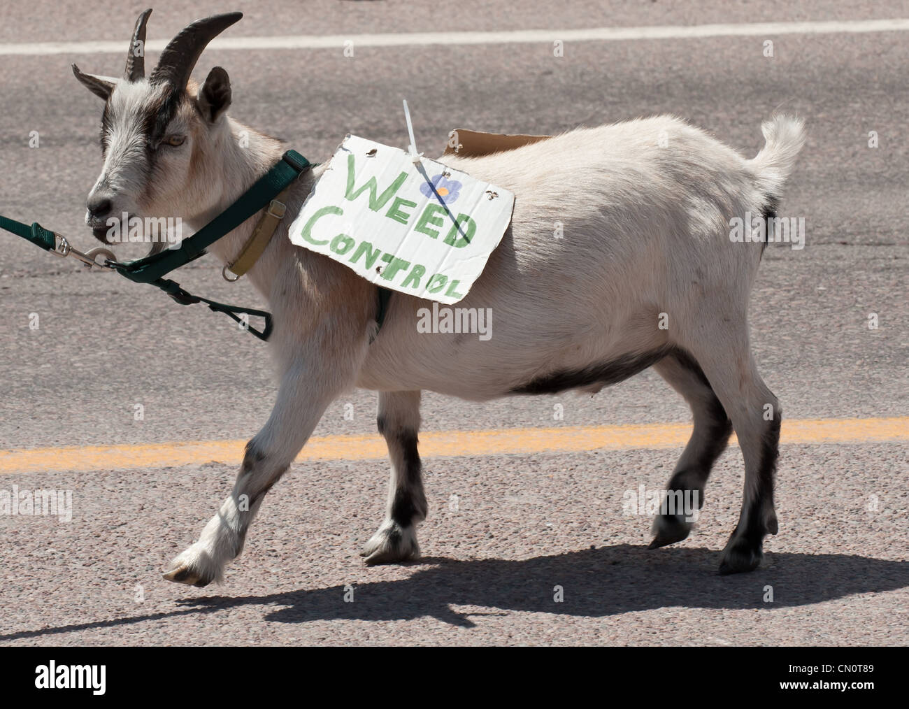 A natural weed control device, a goat, walks down the parade route in Seeley Lake Montana. Stock Photo