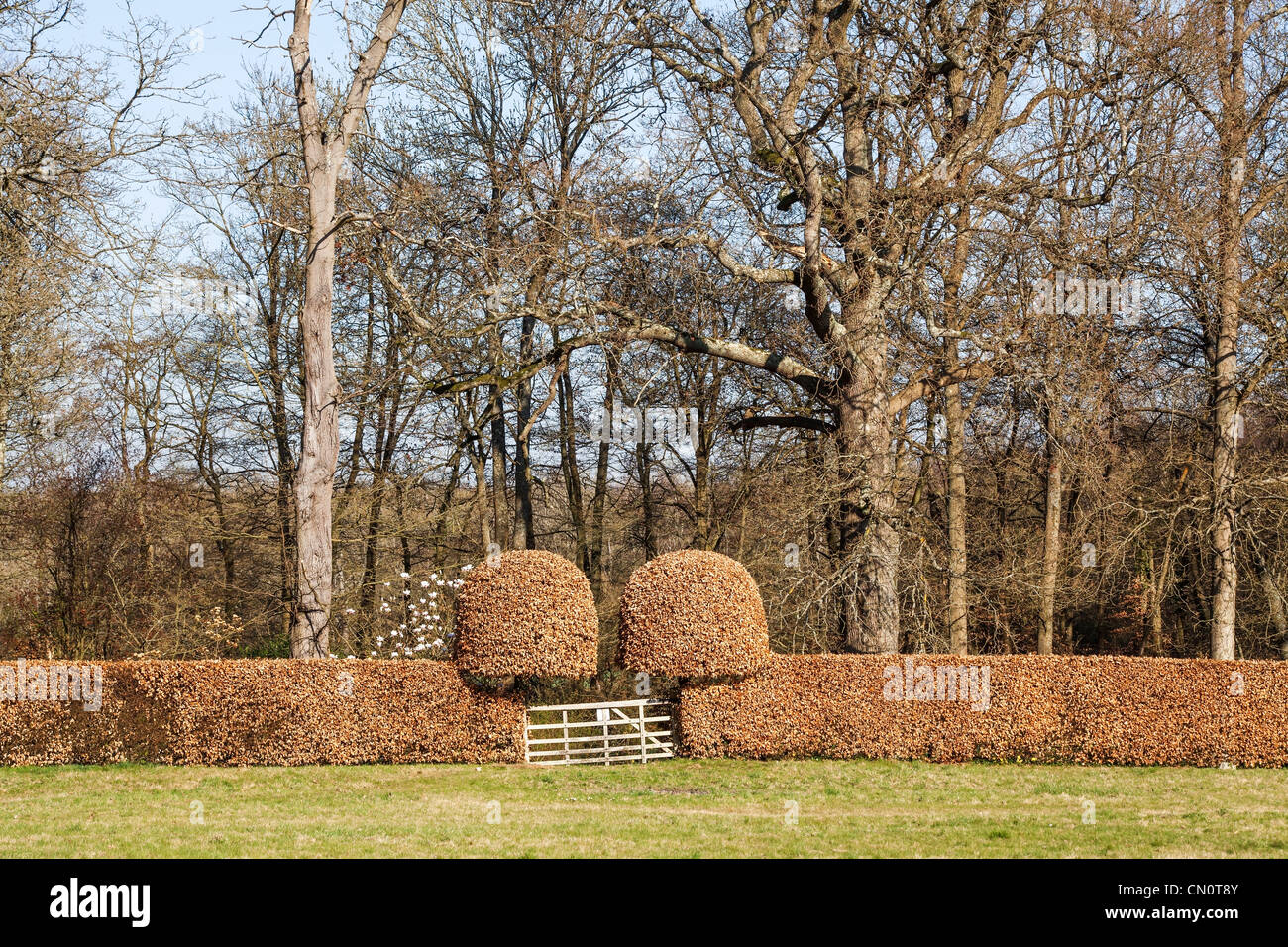 A beech hedge in spring with its retained winter leaves, sculpted into two domes with a traditional wooden five bar gate Stock Photo