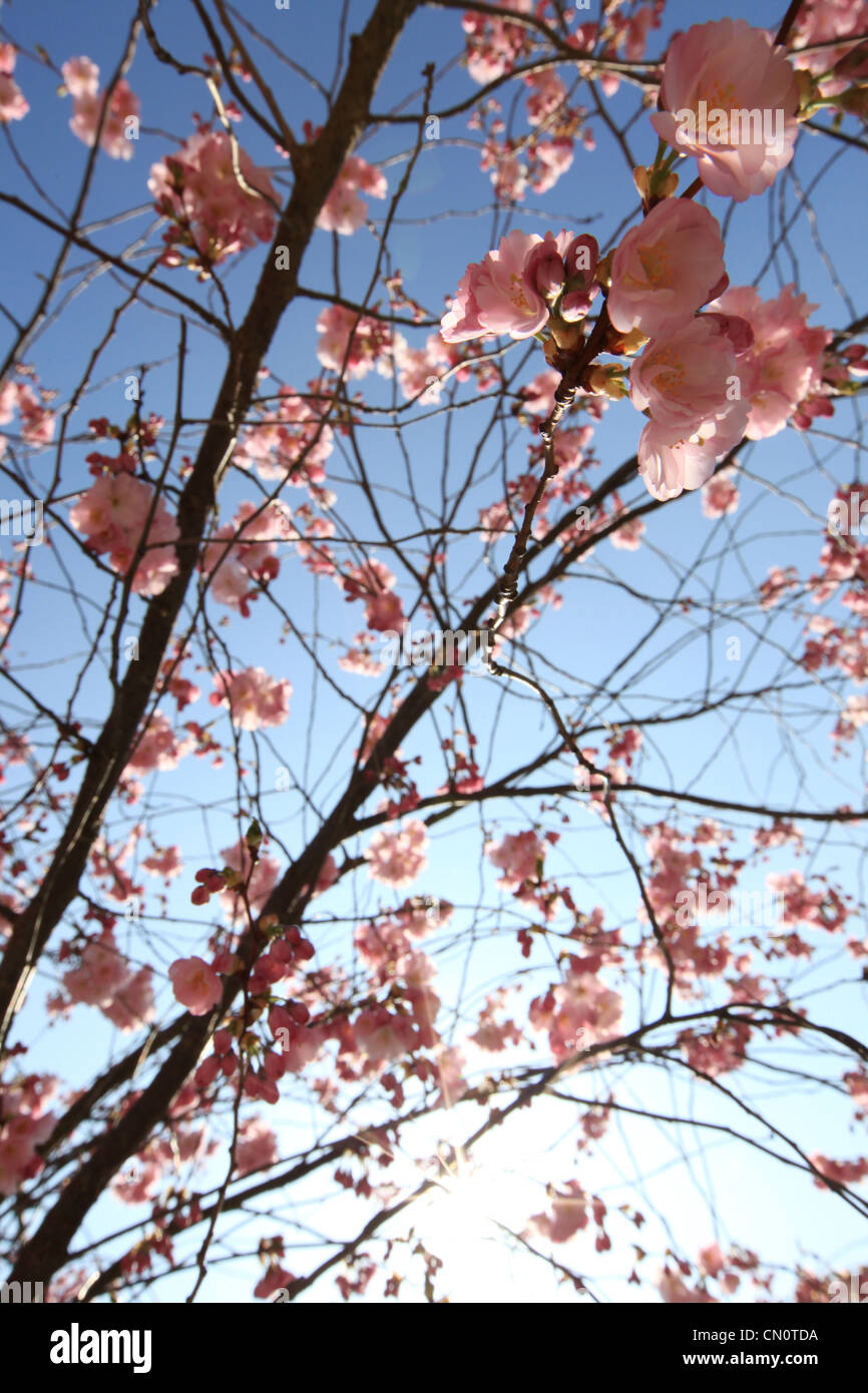 Closeup of cherry blossom Cerasus vulgaris against a blue sky in springtime Stock Photo