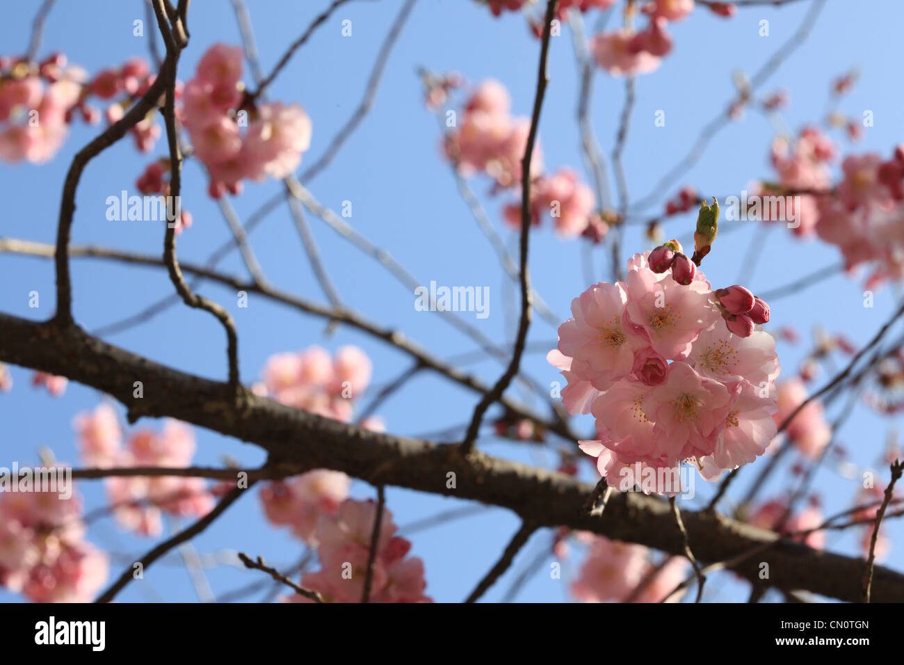Closeup of cherry blossom Cerasus vulgaris against a blue sky in springtime Stock Photo