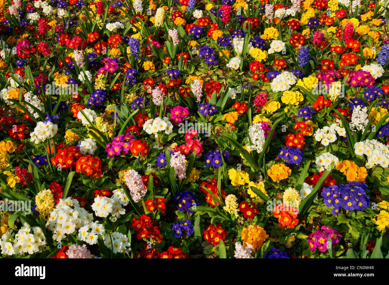 UK,Dorset,Lyme Regis,Spring Flowers Stock Photo