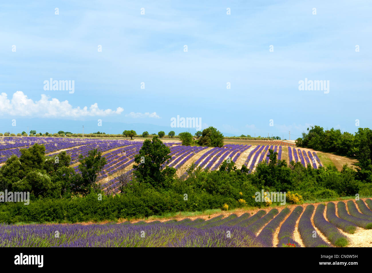 Purple lavender fields in the French Provence Stock Photo Alamy