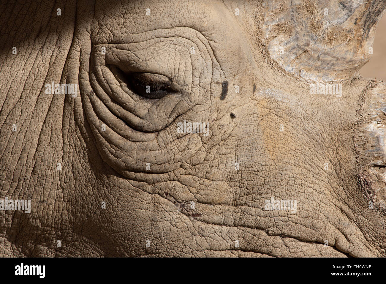 Eye Horn Rhino Stock Photo Alamy
