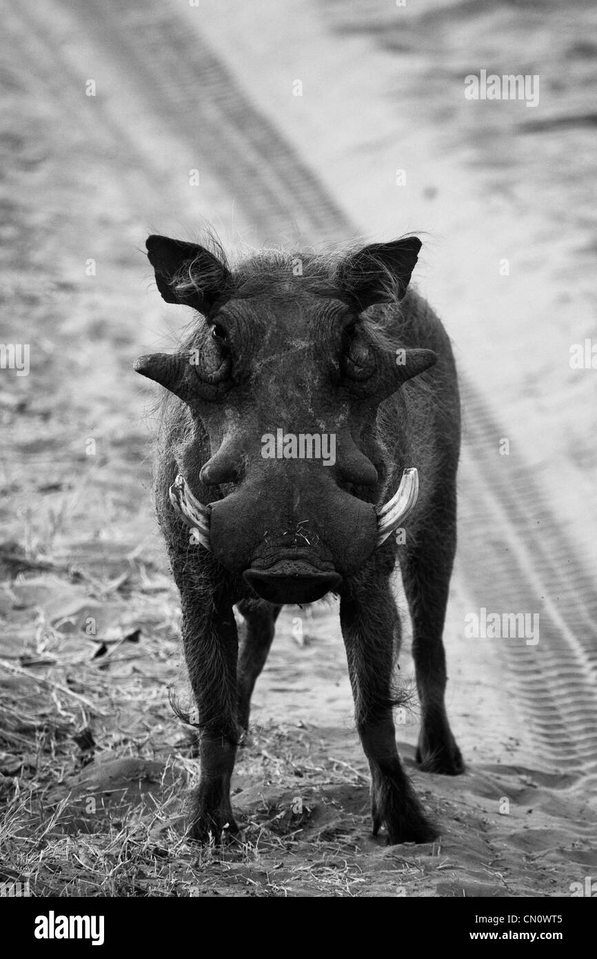 Botswana Animals Hog Warthogs Wild Hogs Stock Photo