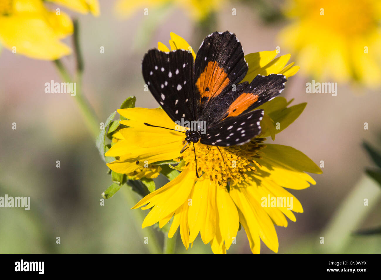 Crimson Patch Butterfly, Chlosyne janais, at Dos Venadas ranch in South Texas. Stock Photo
