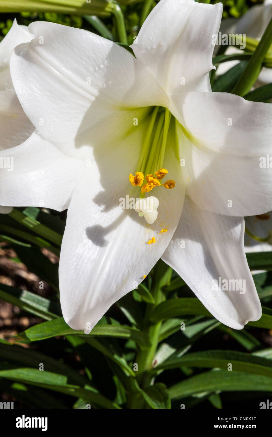 Easter Lily, Lilium longiflorum, at Bellingrath Gardens, Alabama, in early spring. Stock Photo