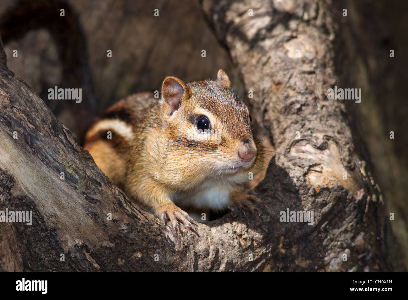 Eastern Chipmunk, Tamias striatus, in tree. Stock Photo