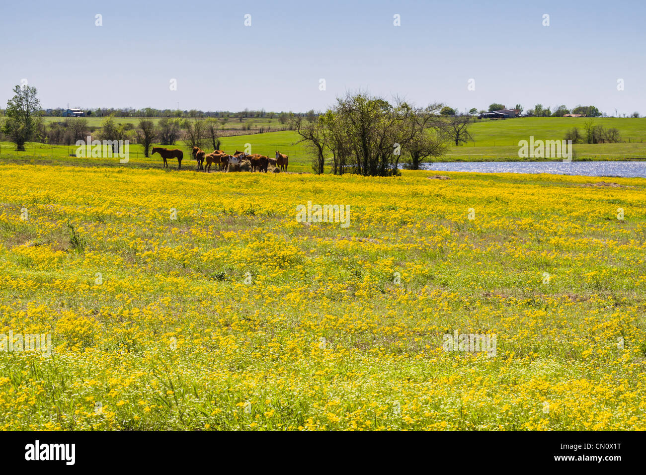 Horses in a field of yellow Coreopsis in bloom on Texas Farm-to-Market Road 362 near Whitehall, Texas. Stock Photo