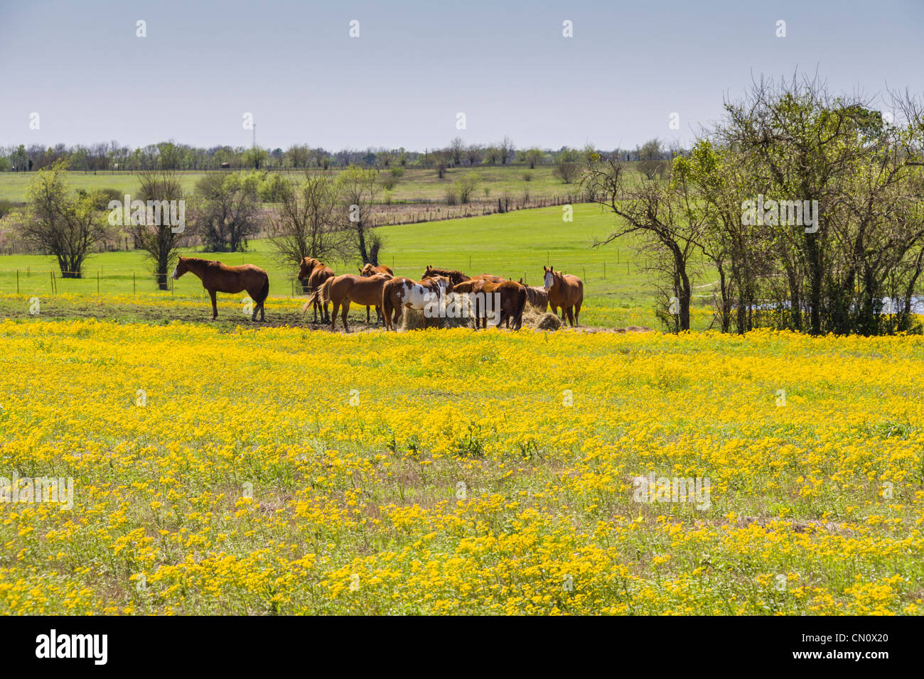 Horses in a field of yellow Coreopsis in bloom on Texas FarmtoMarket