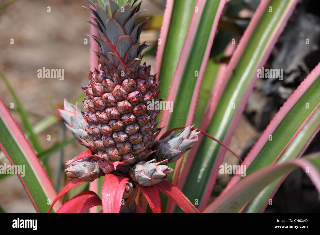 Red pineapple plants hires stock photography and images Alamy