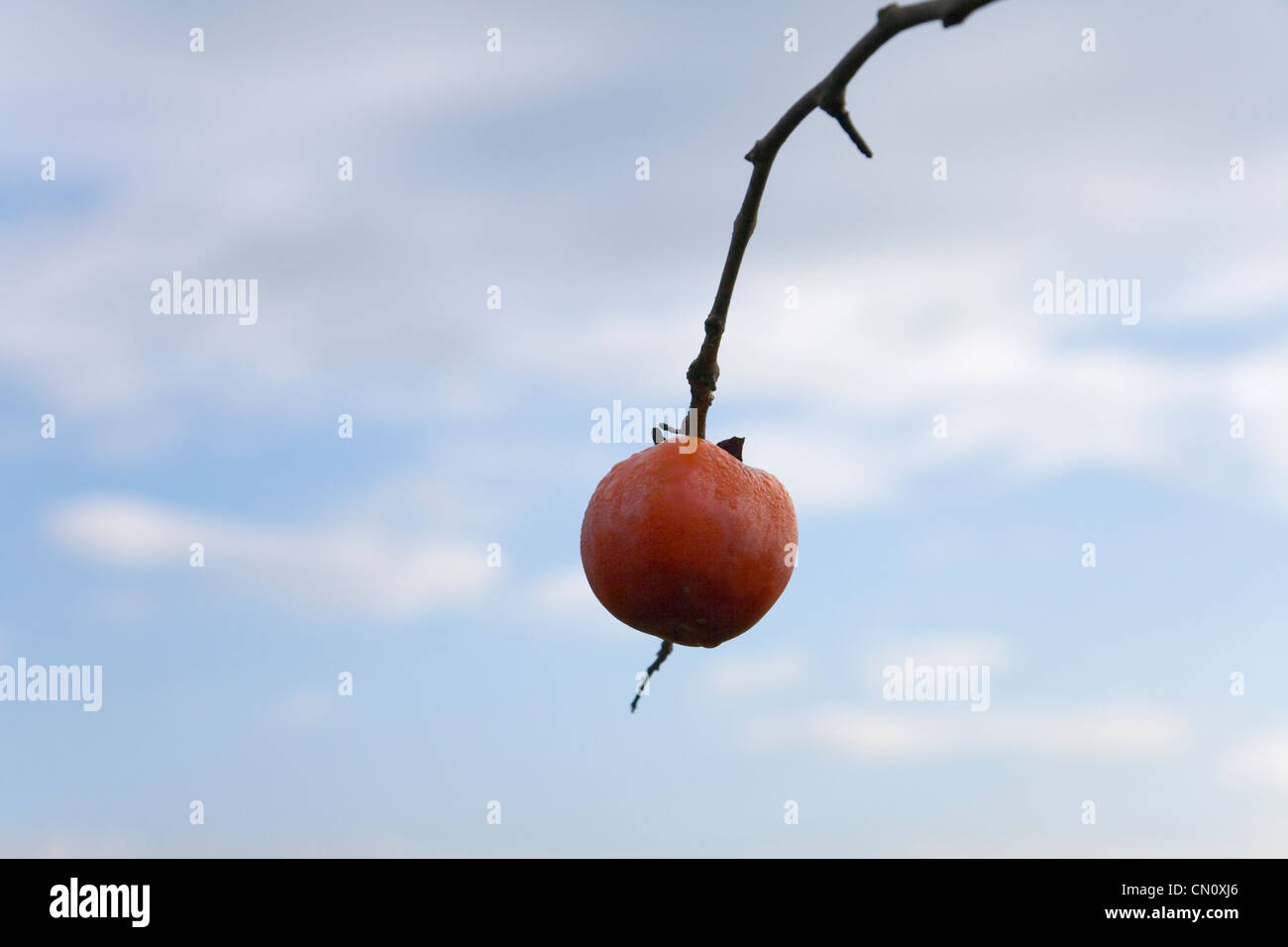 One persimmon fruit on a branch, Dalat, Vietnam Stock Photo