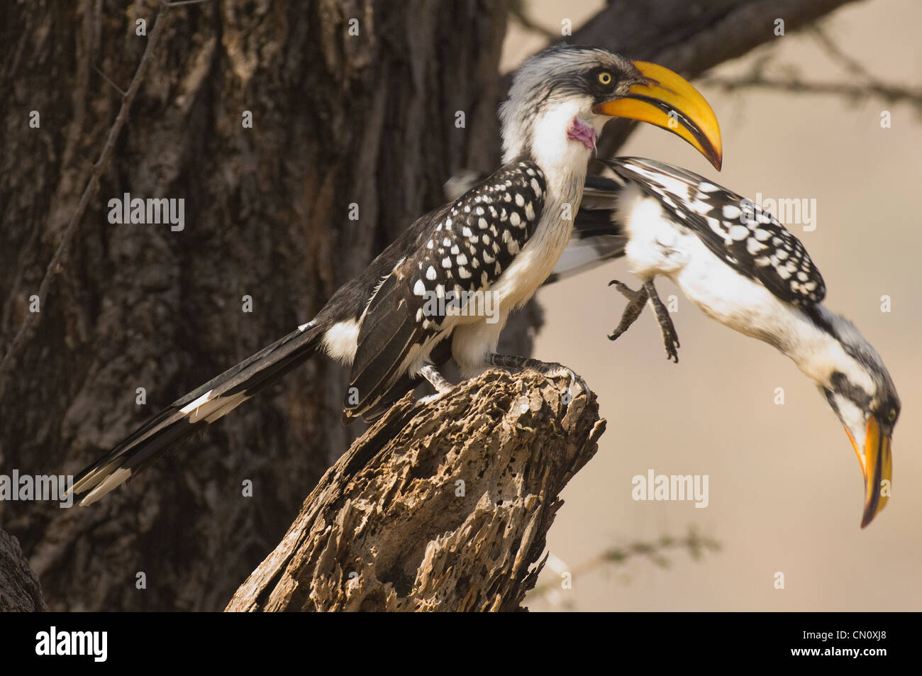 Yellow-billed hornbills by tree cavity, one jumping off Stock Photo